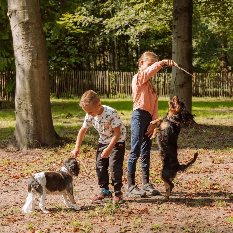 Hondenspeelveld hondencamping Nederland 21