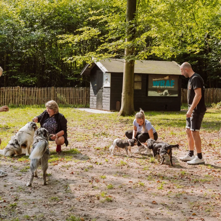 Hondenspeelveld hondencamping Nederland 14