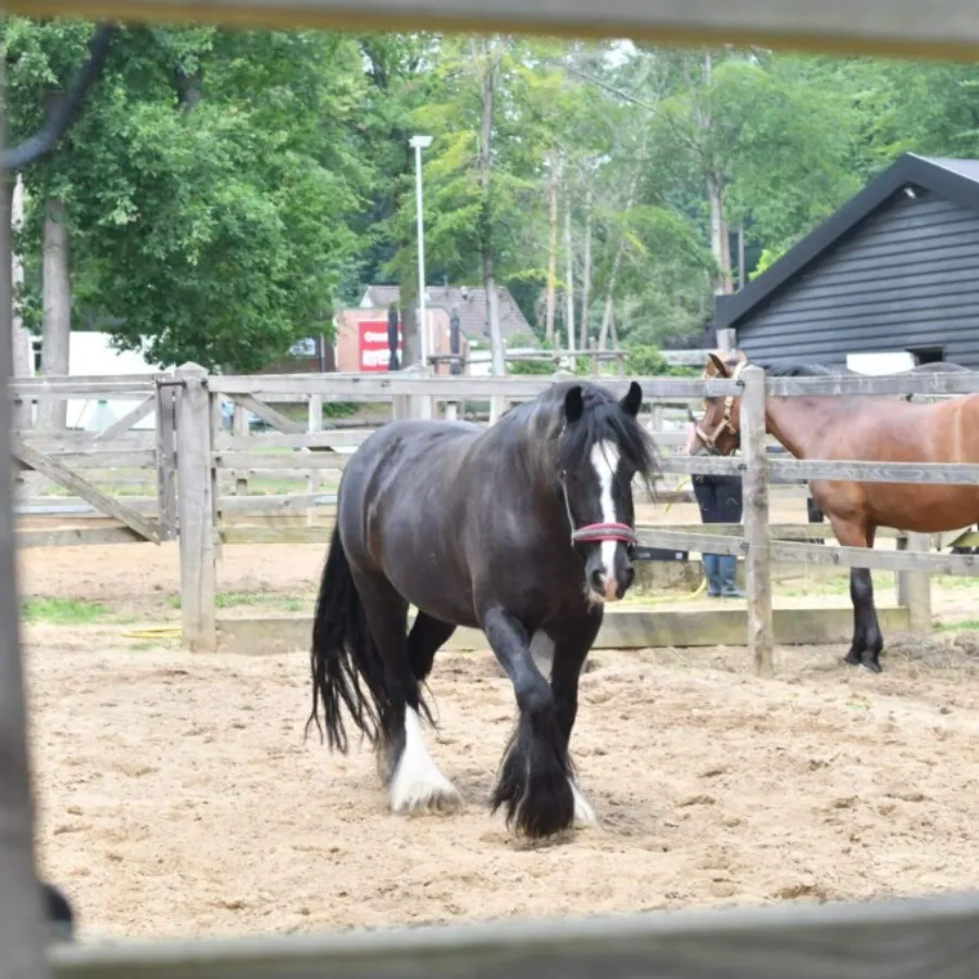 Camping met paardenstalling en paddocks 1024x683